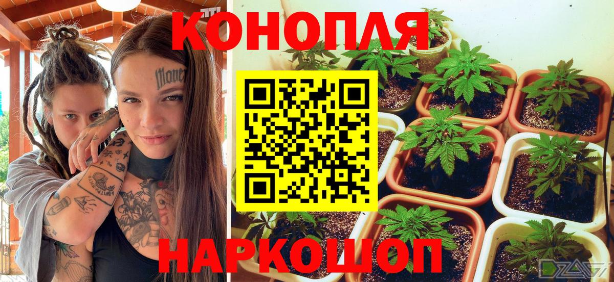 Каннабис индика Новозыбков